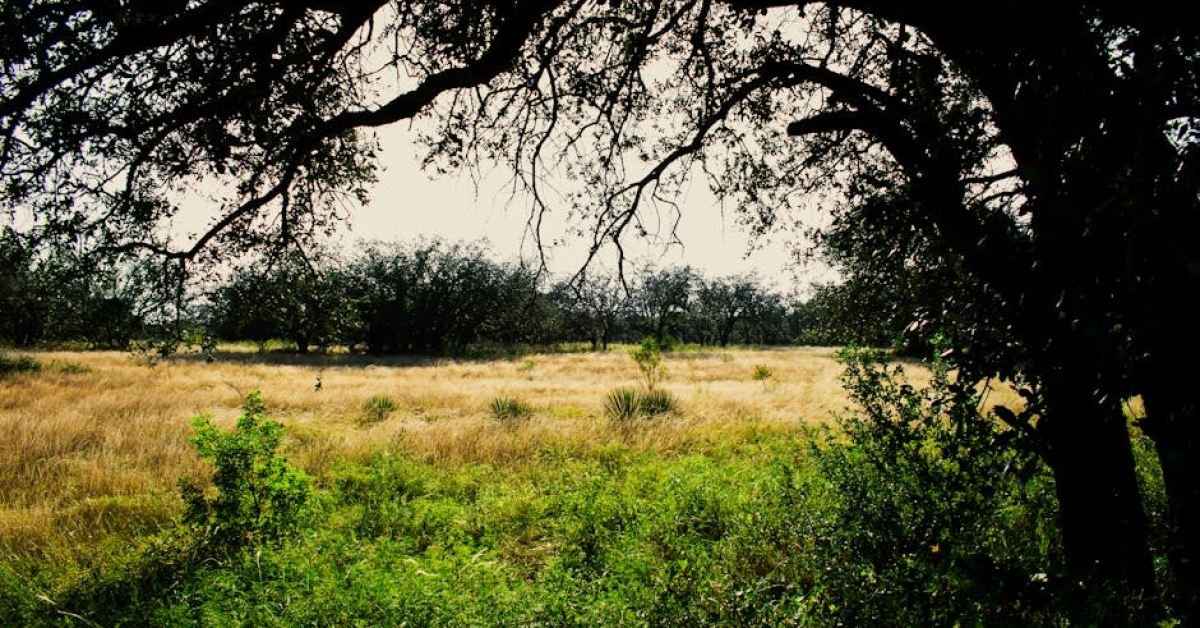 How to Compare Texas Honey and Antihistamines for Allergy Relief