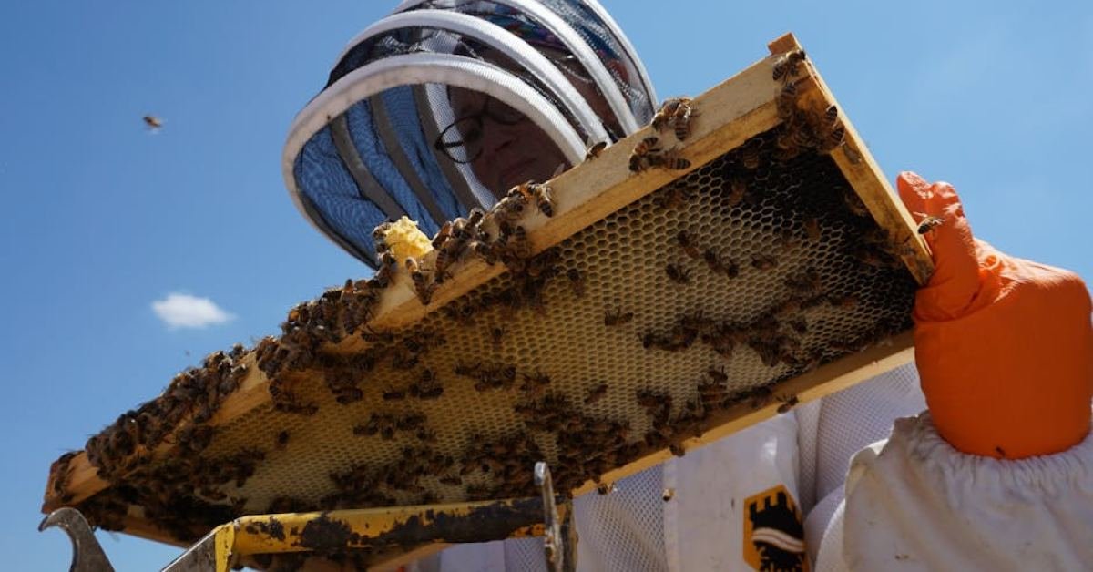 How to Use Honey as a Natural Remedy for Texas Allergies