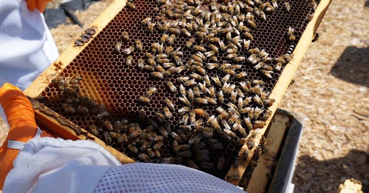 How to Choose Between Local Raw Texas Honey and Commercial Honey for Allergies