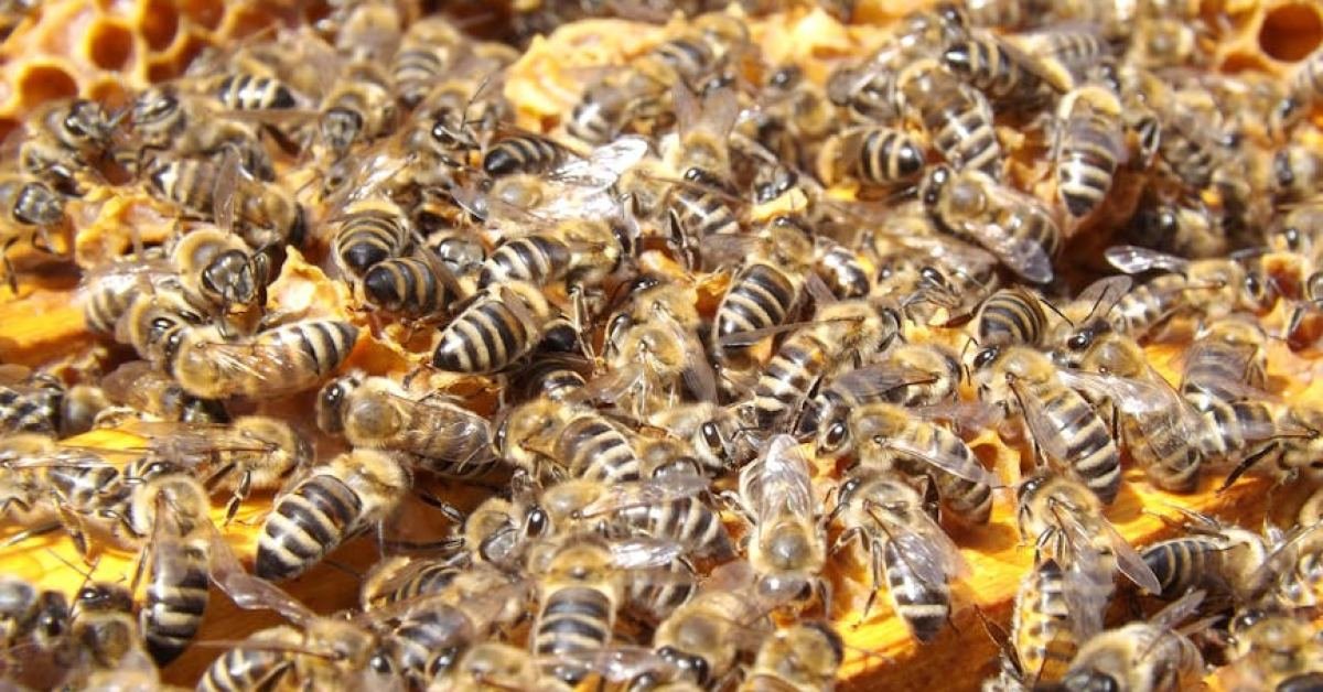 Where To Buy Raw Honey In Aledo, TX