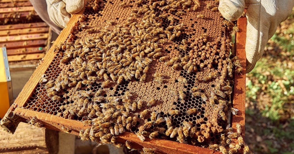 Where To Buy Raw Honey In Arlington, TX