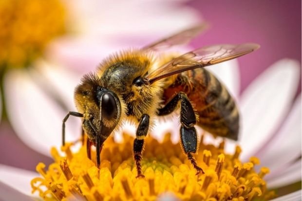 Bee Collects Nectar On Flower