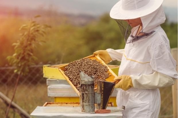 Beekeeper Inspecting Honeycomb Frame