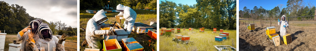 Honey Apple Farm Filmstrip