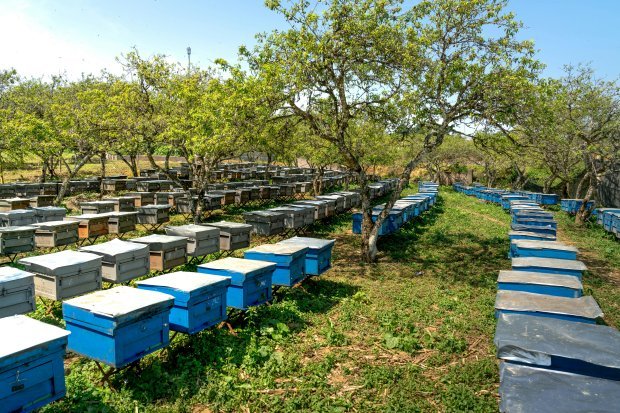 Beekeeping Apiary With Blue Hives
