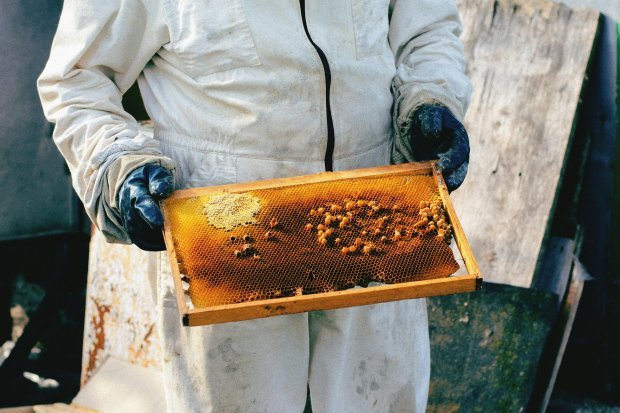Beekeeper Holding Frame of Bees