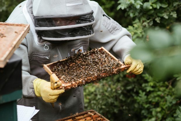 Beekeeper Holding Frame Of Bees