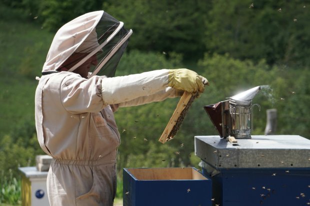 Beekeeper Inspecting Honeycomb Frame Outdoors