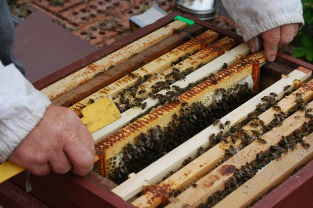bees Caring for Honeycomb Frames