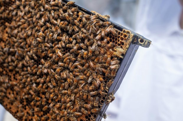 Bees Cluster On Honeycomb Frame