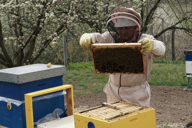 A beekeeper examines a hive frame in an outdoor apiary. Blossoming trees surround the area.
