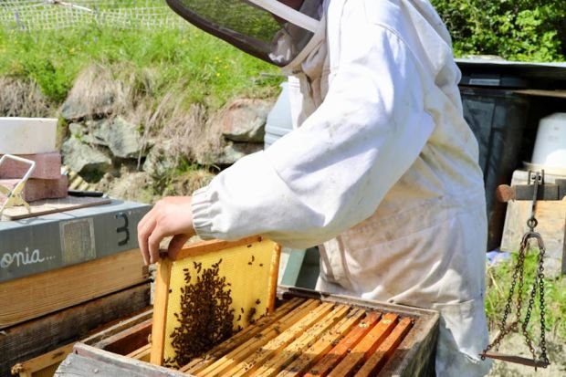 A beekeeper examines a honeycomb frame in La Plagne Tarentaise, France, highlighting sustainable beekeeping practices.