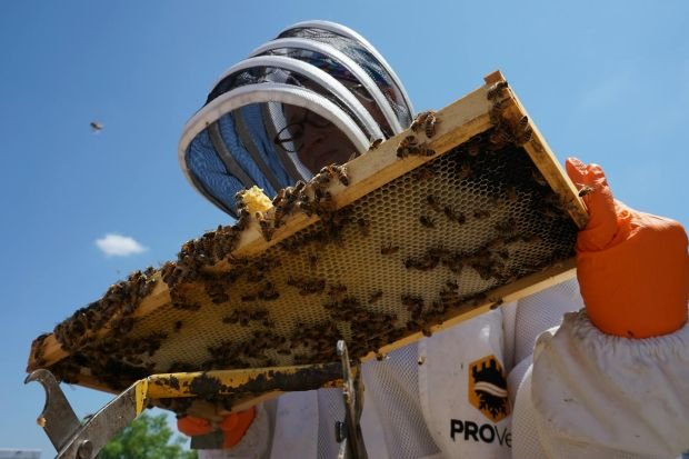 A beekeeper examines a honeycomb frame covered with bees under a clear blue sky.