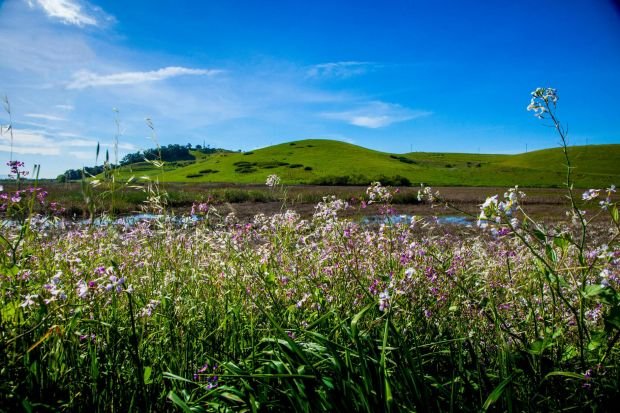 Beautiful scene of wildflowers blossoming in Fremont, CA hills during daytime.