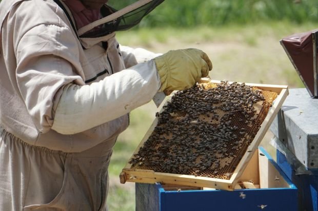 Beekeeper wearing protective suit examines honeycomb frame with honey bees at an outdoor apiary.