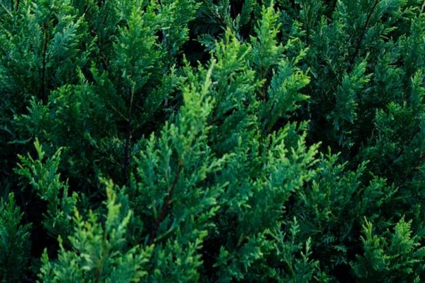 A close-up view of fresh green cedar tree branches, showcasing vibrant natural beauty.