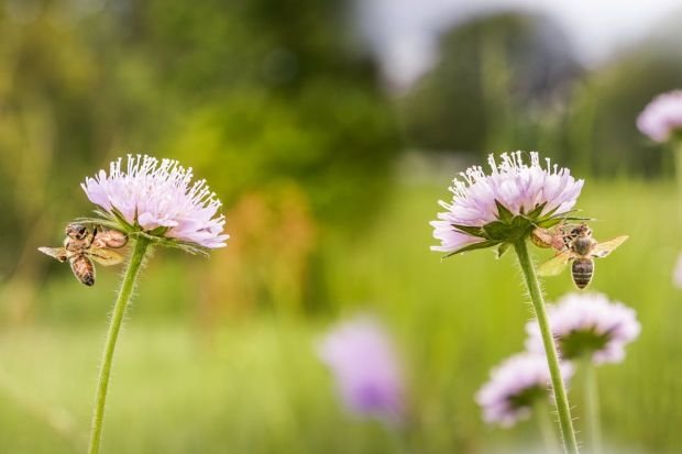 Bees pollinating pale flowers in Grand Est, France. Vibrant nature scene.