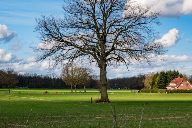 A majestic oak tree stands in a green field under a blue sky in Coesfeld, Germany.