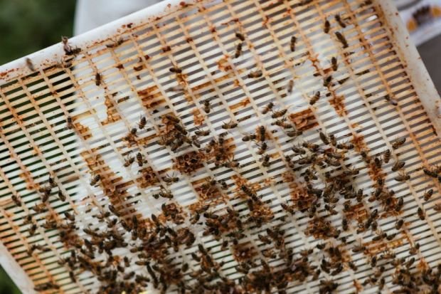 Crop unrecognizable apiarist in protective uniform holding cover from beehive while harvesting honey in countryside area