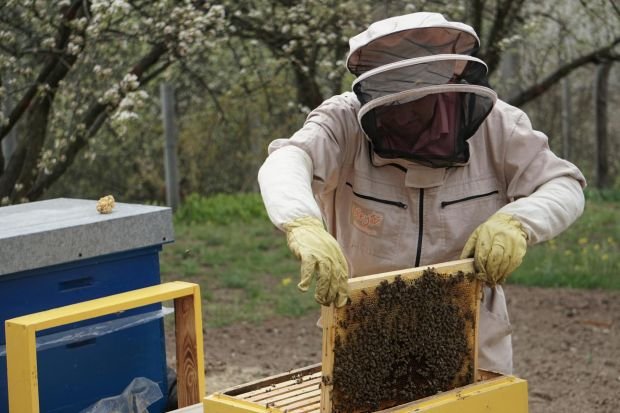 Beekeeper in protective gear inspecting a honeycomb frame with bees in an outdoor apiary setting.