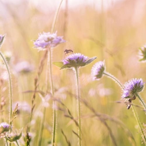 The Sweet Truth: Sourcing Authentic Local Honey in North Texas