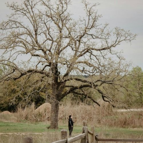 Why Imported Honey Won’t Help Your North Texas Allergies