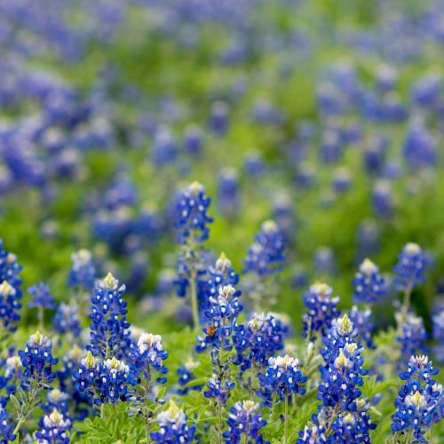 The Secret Ingredient in Grandma’s Allergy Remedy: True North Texas Honey