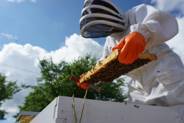 A beekeeper in protective gear inspecting a hive on a sunny day in Texas.