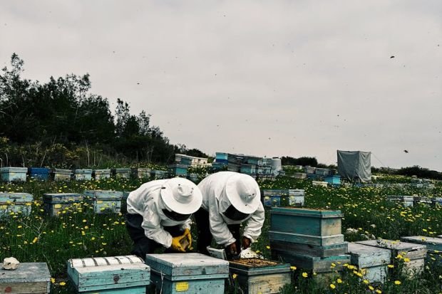 Beekeepers tending beehives amidst vibrant spring flowers in Tarsus, Türkiye.