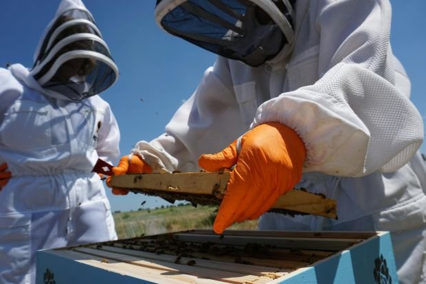Two beekeepers in protective gear examine a honeycomb frame in Texas.