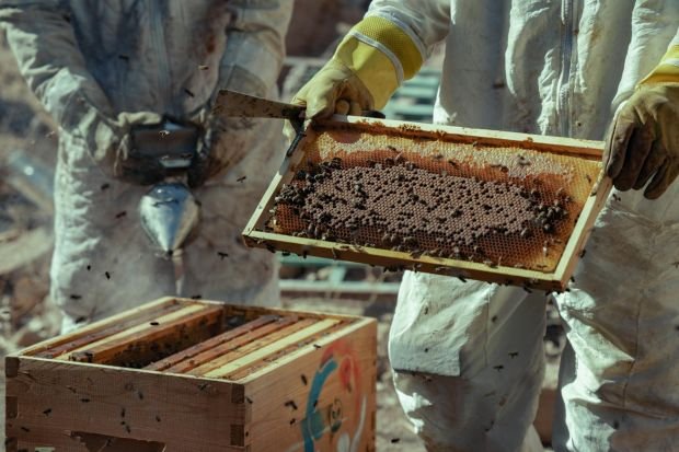 Beekeepers in Damascus, Syria, harvesting honeycombs on a sunny day, showcasing local honey production.
